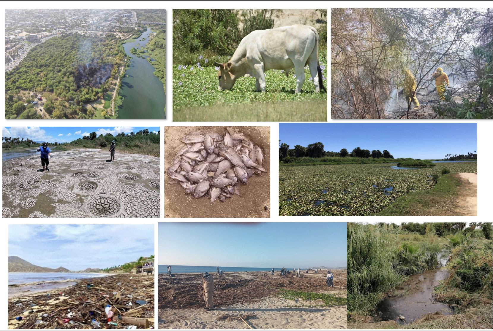Degradation at the Añuiti Estuary: cattle grazing, fish kills, invasive water hyacinth, trash on beaches, contaminated waterways