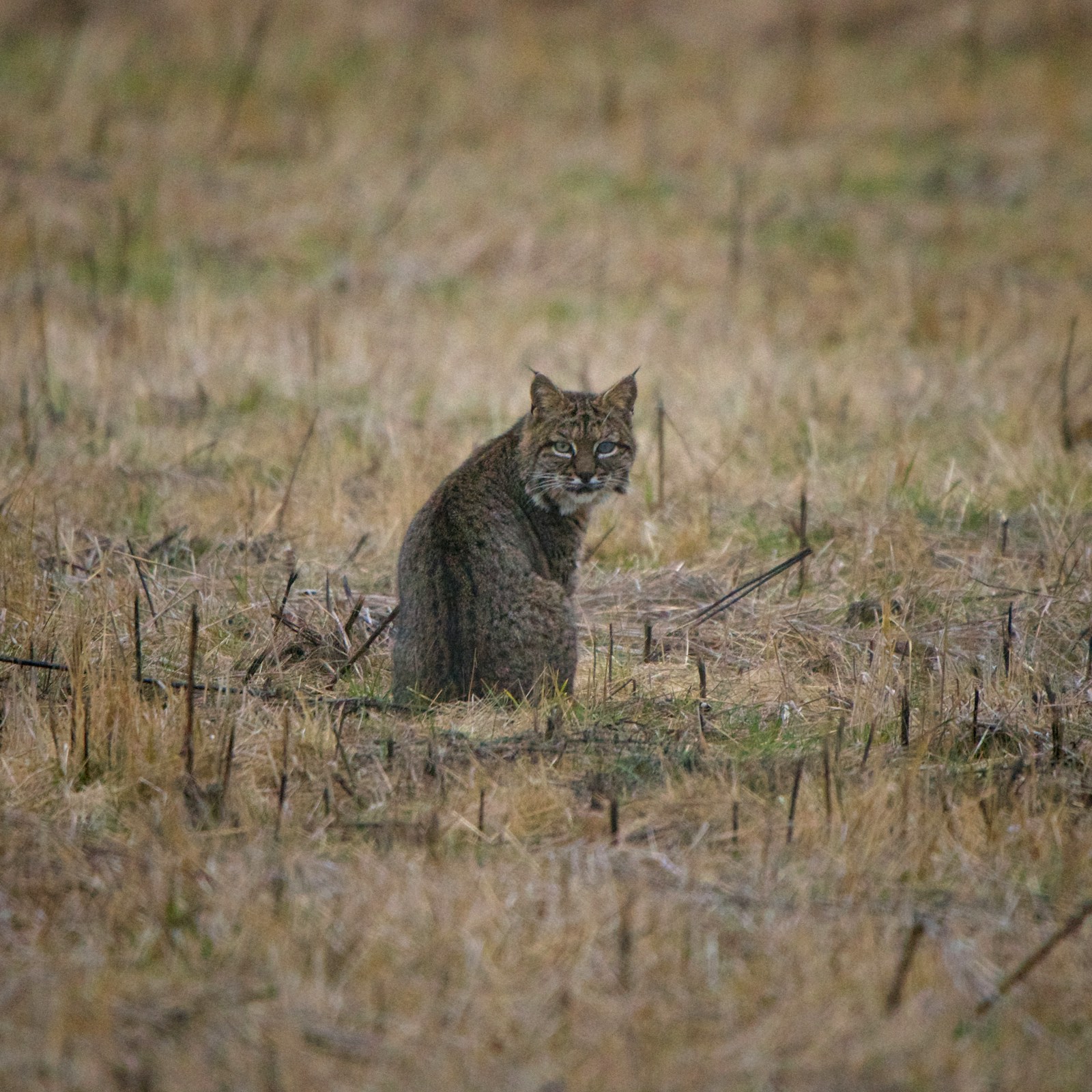 Bobcat in the Baja California Sur landscape