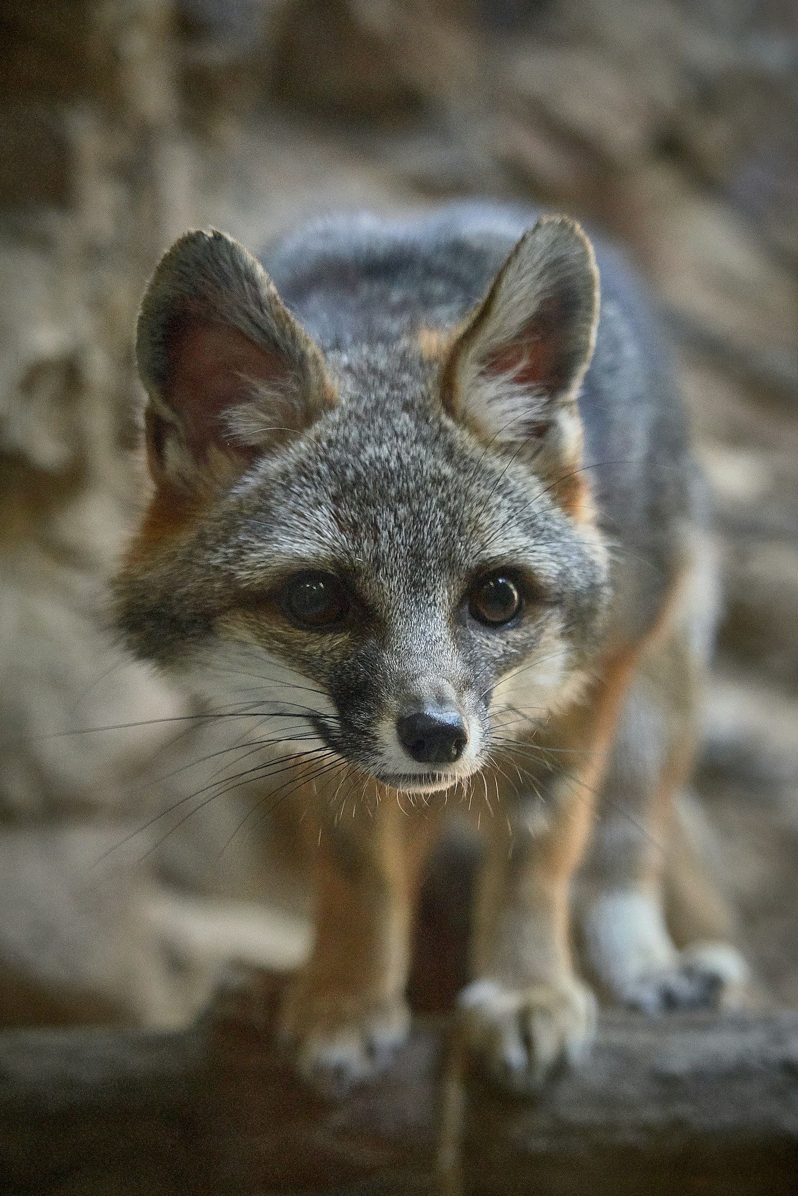 Gray fox in the Baja California Sur landscape